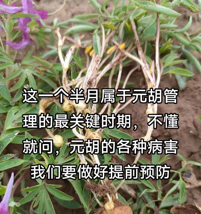 长距元胡的种植技巧是什么？如何确保其良好生长？