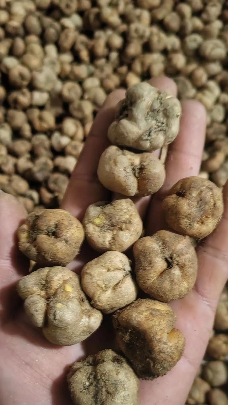 长距元胡的种植技巧是什么？如何确保其良好生长？