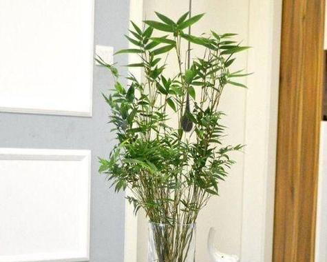 翠竹怎样种植？翠竹种植的正确方法有哪些？