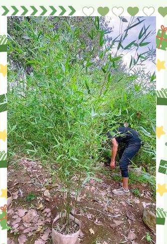 翠竹怎样种植？翠竹种植的正确方法有哪些？