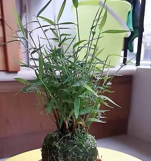 翠竹怎样种植？翠竹种植的正确方法有哪些？