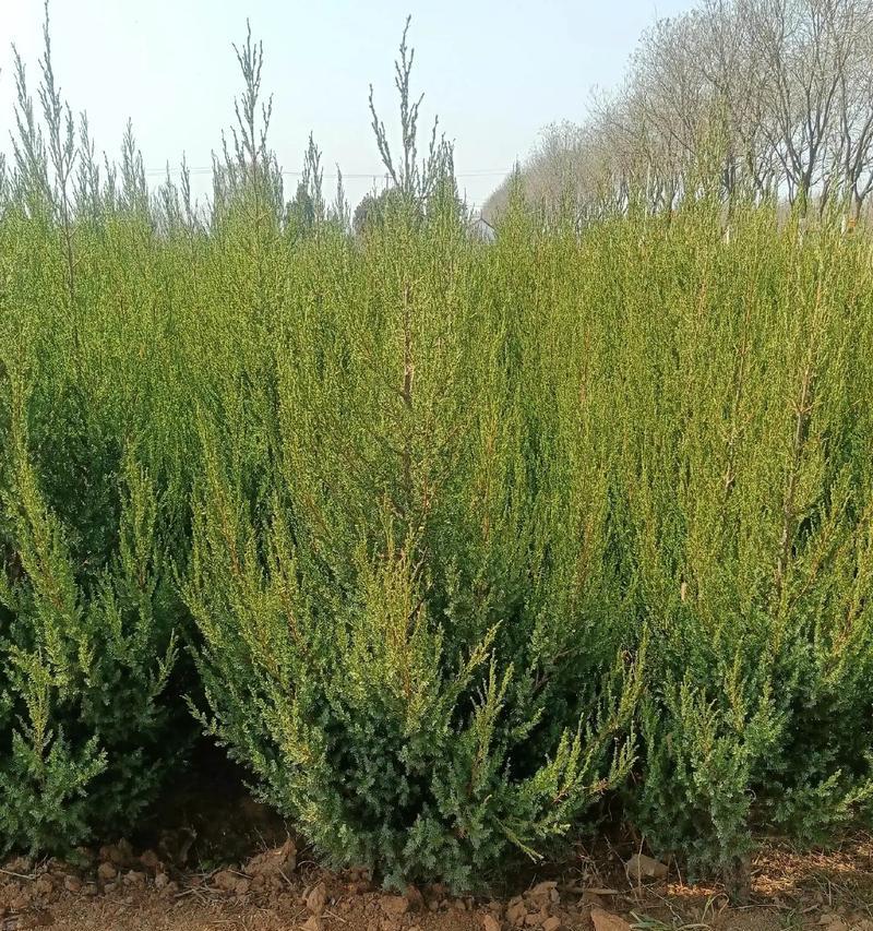 刺柏的种植步骤是什么？种植刺柏有哪些常见问题？