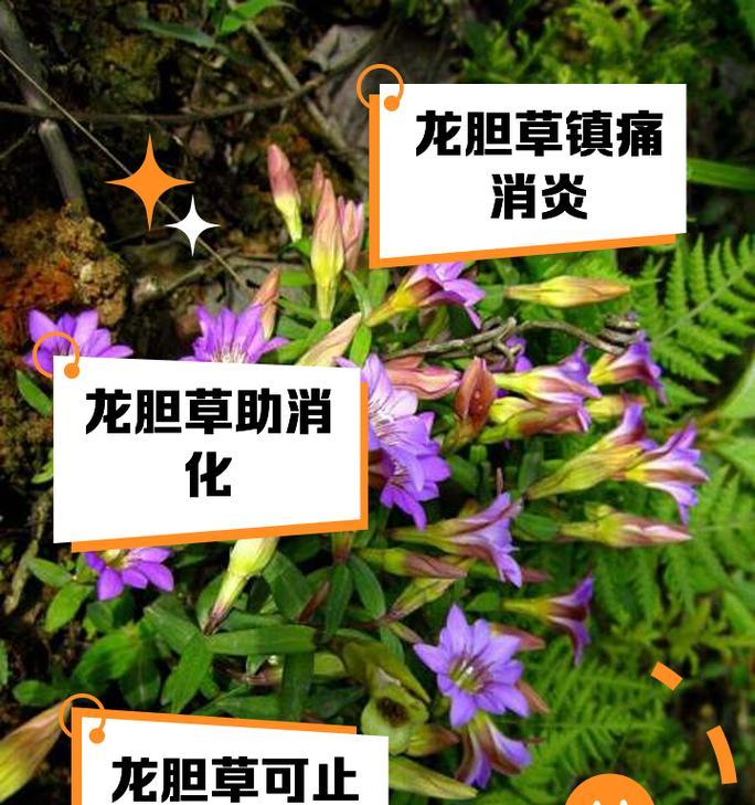 藤三七雪胆的正确种植步骤是什么？如何保证其生长？
