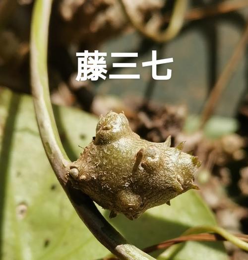 藤三七雪胆的正确种植步骤是什么？如何保证其生长？