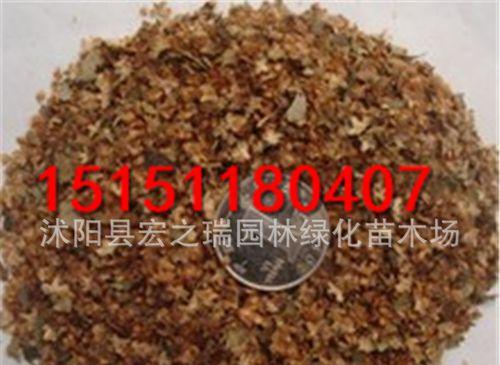 白桦种子最佳播种时间是什么时候？播种后多久发芽？