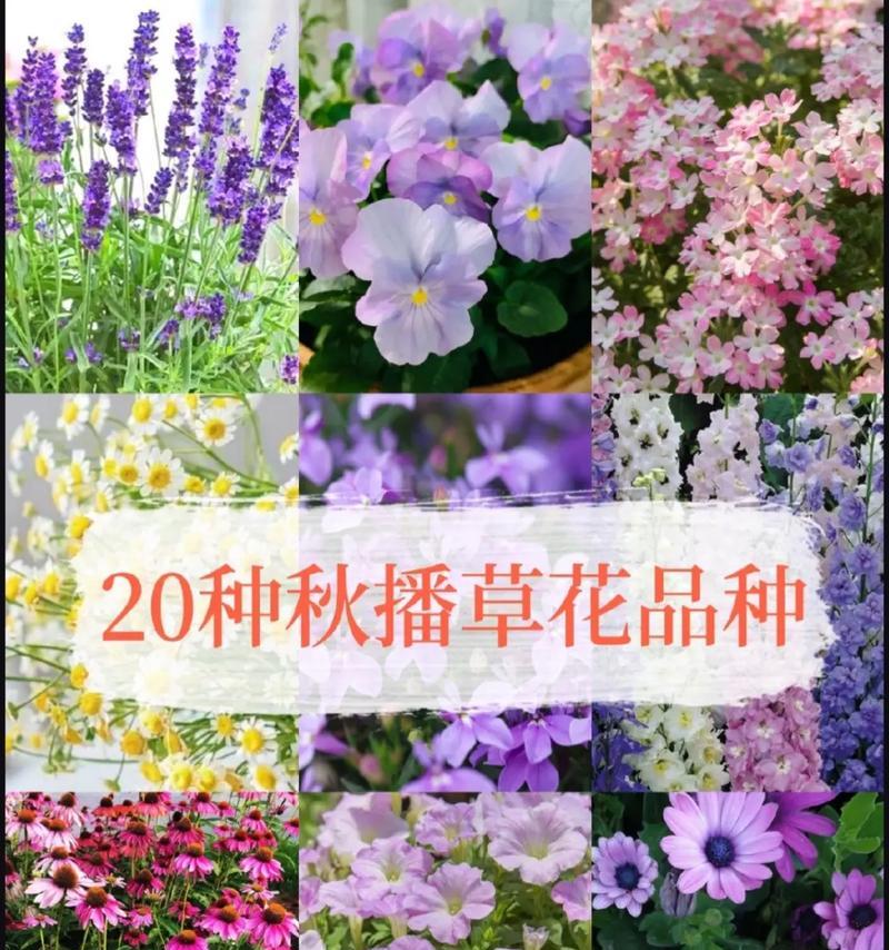 10月份有哪些草花会开花？这些草花的种植要点是什么？