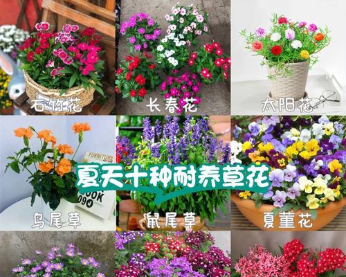 10月份有哪些草花会开花？这些草花的种植要点是什么？