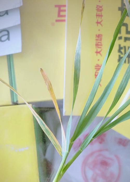 小麦拔节期为何发黄？小麦发黄的解决方法是什么？