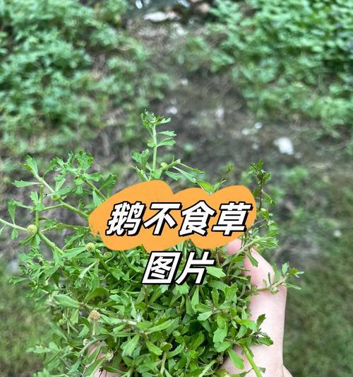 在广州养鹅适合种植哪些草？养鹅种草有哪些注意事项？