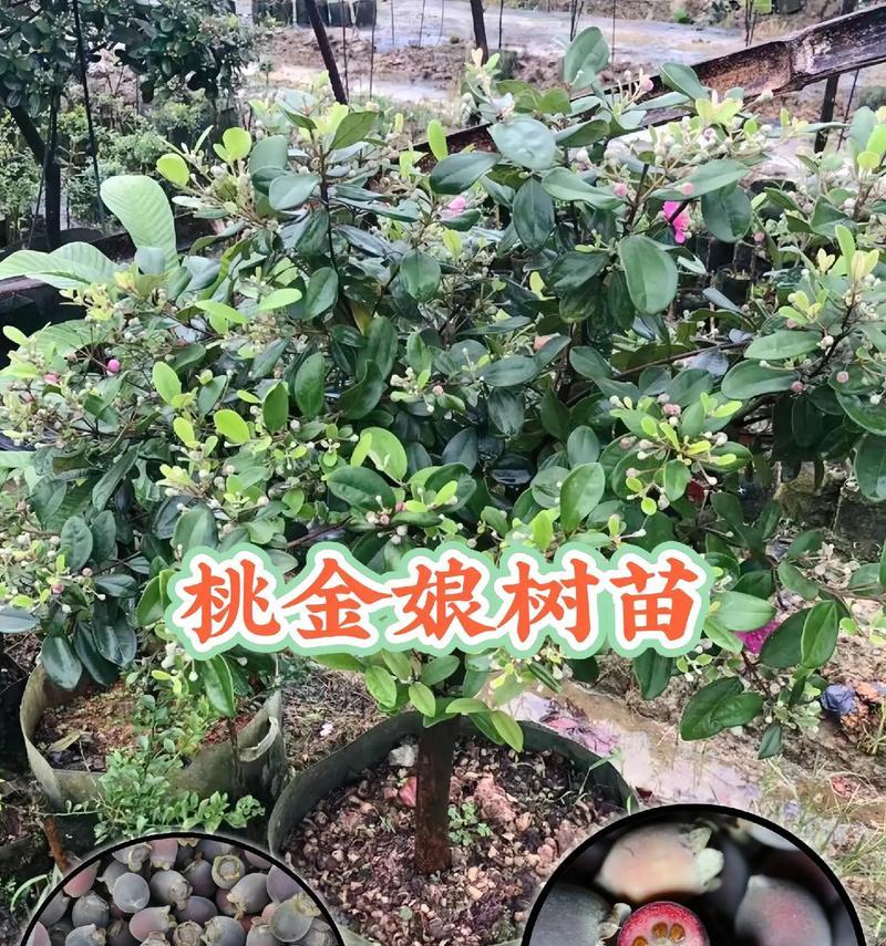 桃金娘如何种植？需要注意哪些步骤？