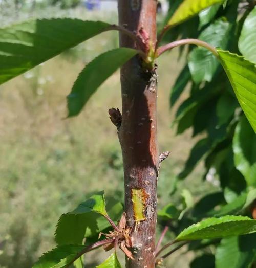 红毛樱桃如何种植？种植过程中需要注意什么？