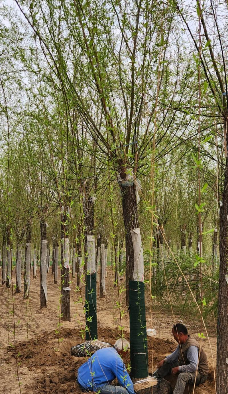 柳树快速生长的种植技巧是什么？