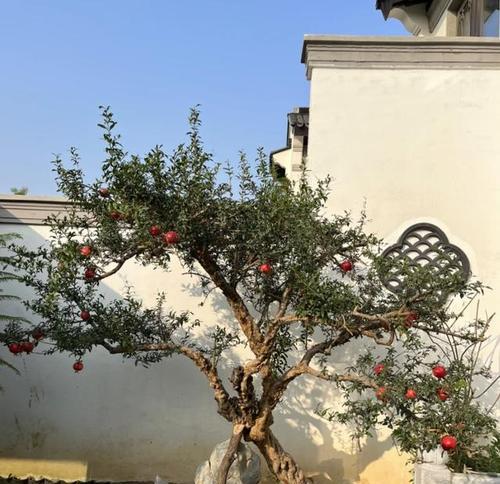 天津庭院适合种植哪些树种？