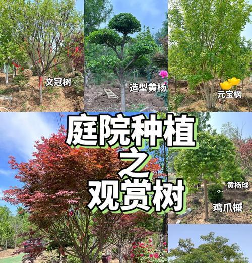 天津庭院适合种植哪些树种？