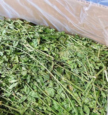 苜蓿草的外观特征是什么？它有哪些实际应用？