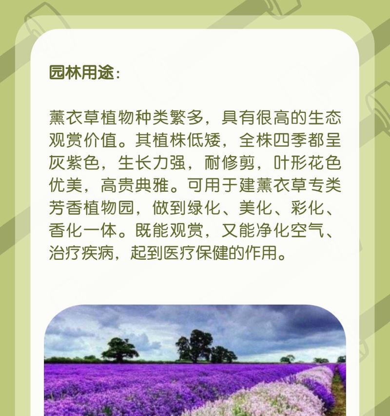薰衣草如何种植？薰衣草的种植和养护方法是什么？