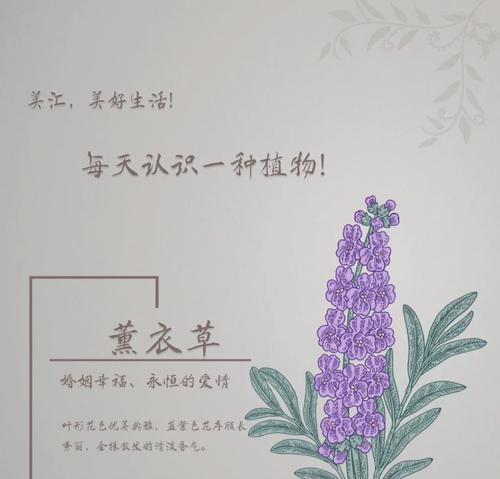 薰衣草如何种植？薰衣草的种植和养护方法是什么？