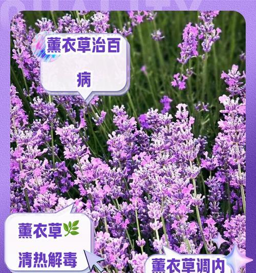 薰衣草如何种植？薰衣草的种植和养护方法是什么？