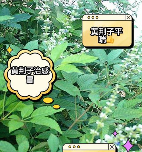 河北地区种植黄荆可行吗？种植黄荆的条件是什么？