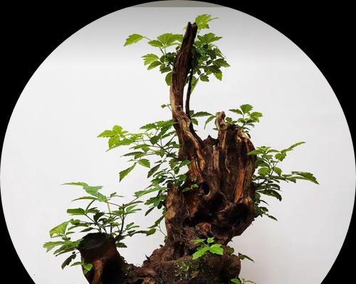 河北地区种植黄荆可行吗？种植黄荆的条件是什么？