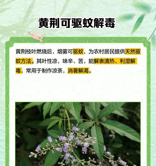 河北地区种植黄荆可行吗？种植黄荆的条件是什么？