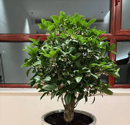 家庭花园适合种植哪些常绿树？常绿树有哪些优点？