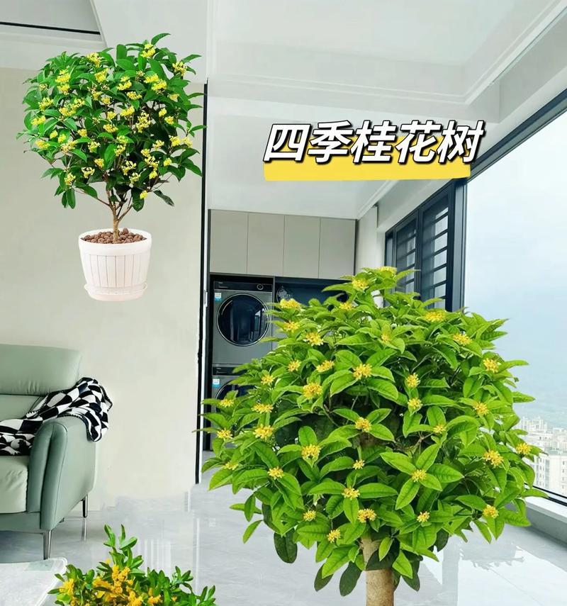 家庭花园适合种植哪些常绿树？常绿树有哪些优点？