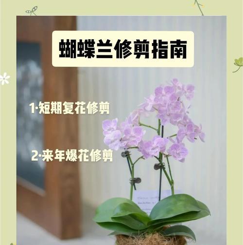 蝴蝶花种植有哪些技巧？如何提高蝴蝶花的成活率？