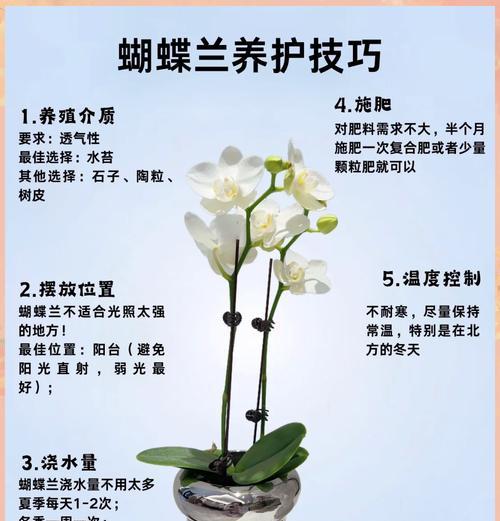 蝴蝶花种植有哪些技巧？如何提高蝴蝶花的成活率？