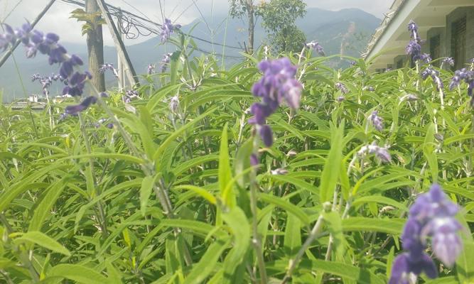 鞘苞花如何种植？种植鞘苞花有哪些要点？