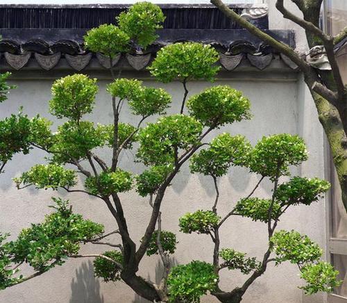 企业院子适合种植哪些树种？如何选择？