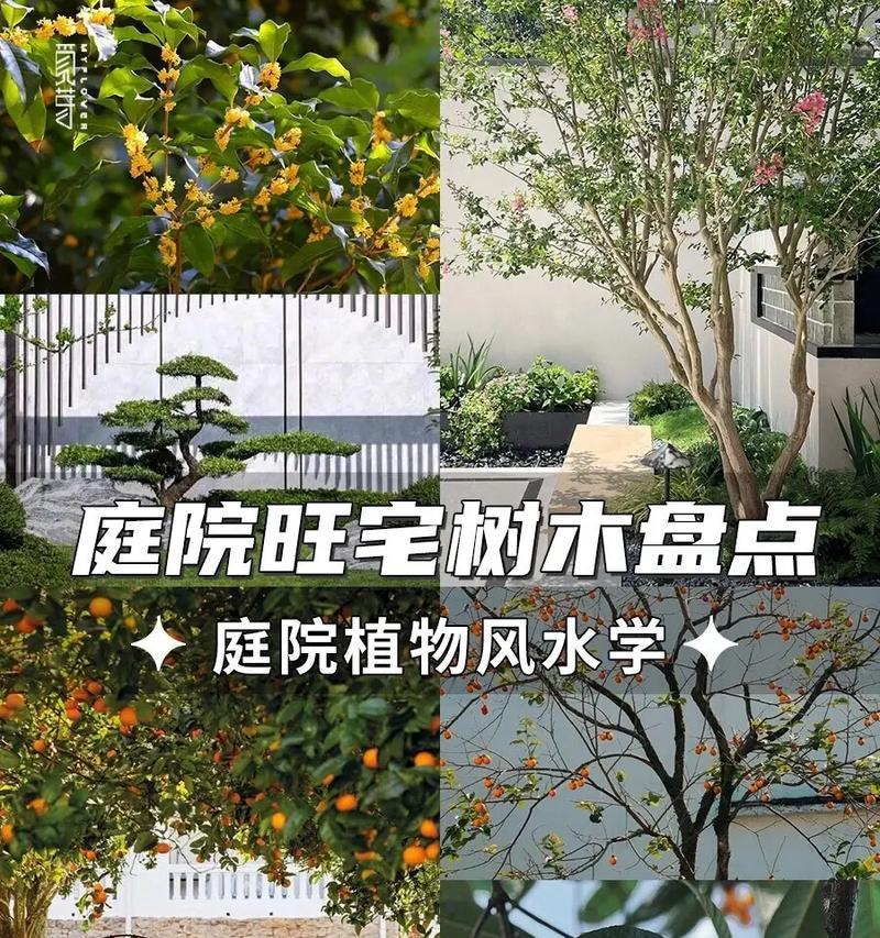 企业院子适合种植哪些树种？如何选择？