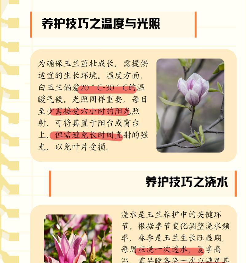 玉兰种植需要注意哪些关键点？