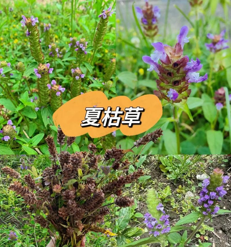 夏枯草如何种植？种植过程中有哪些常见问题？