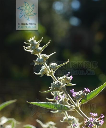 全缘叶醉鱼草如何种植？有哪些特别的种植要点？