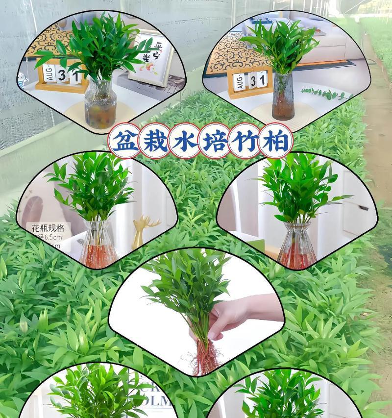 福建柏怎么种植？种植过程中需要注意什么？