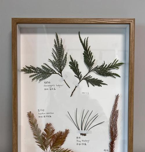 福建柏怎么种植？种植过程中需要注意什么？