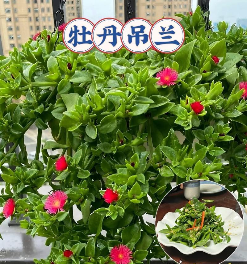 牡丹吊兰冬天会开花吗？如何确保其在冬季正常开花？
