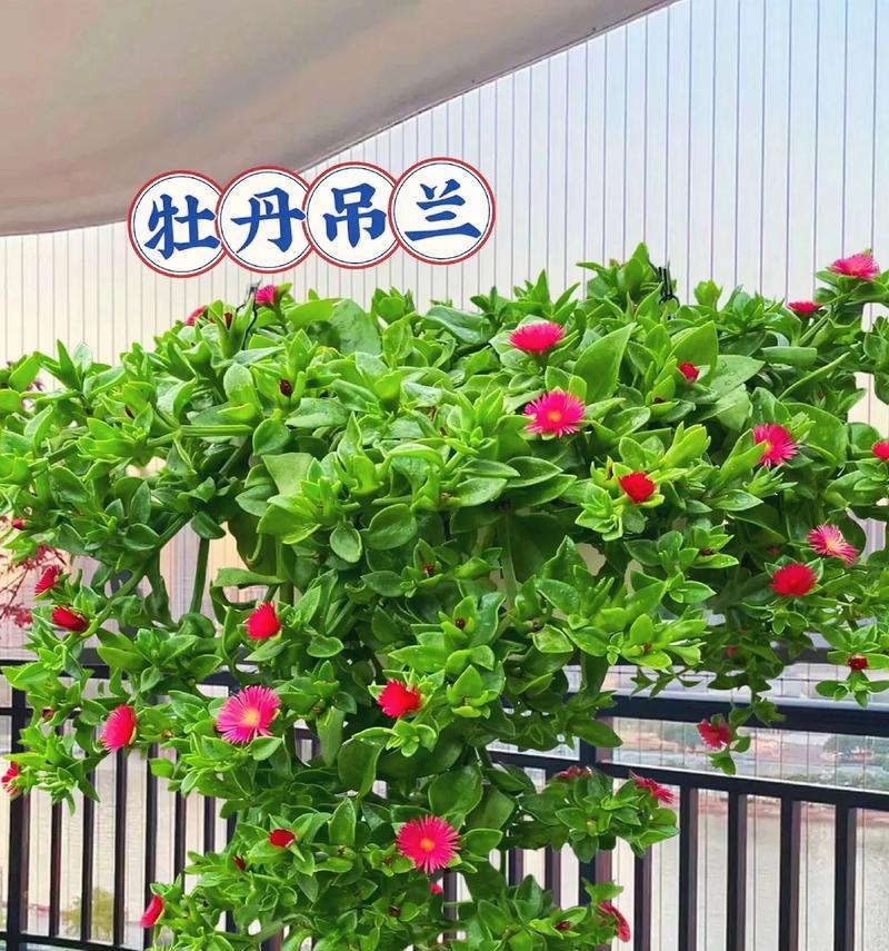 牡丹吊兰冬天会开花吗？如何确保其在冬季正常开花？