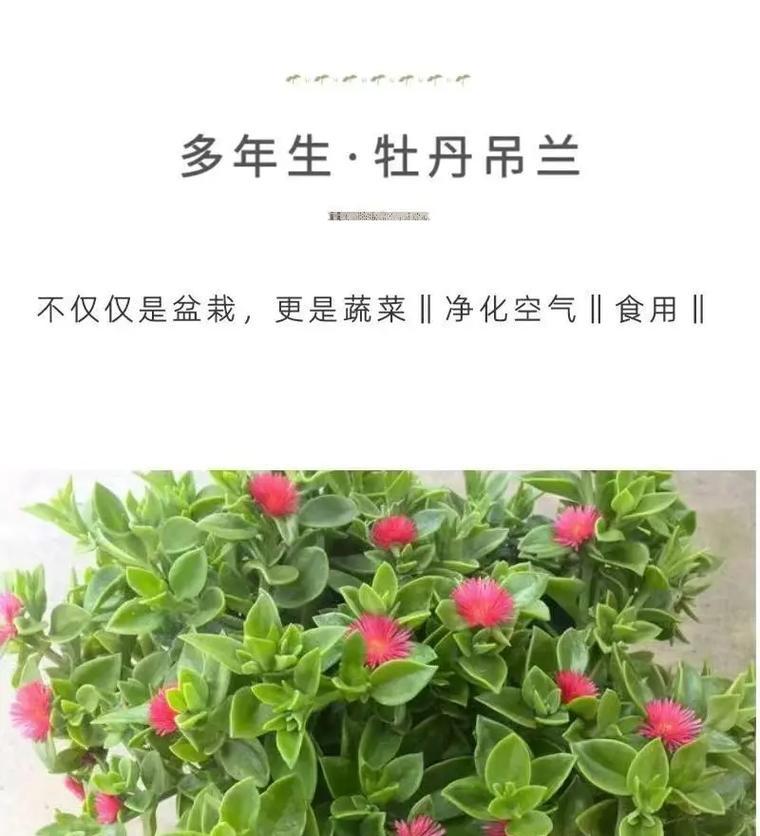 牡丹吊兰冬天会开花吗？如何确保其在冬季正常开花？
