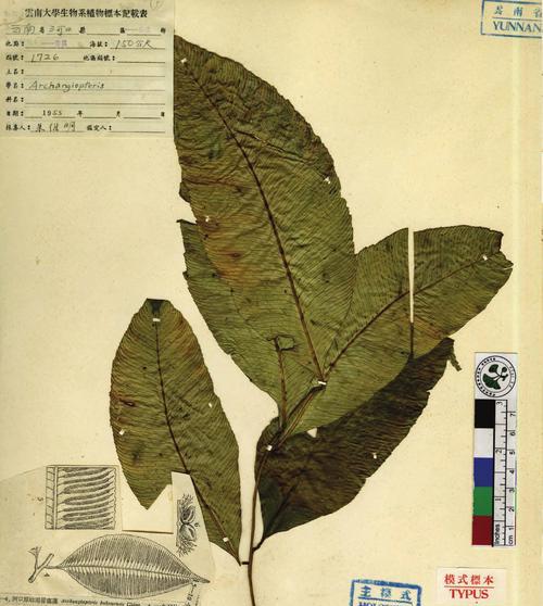 河口原始观音座莲是什么？如何种植河口原始观音座莲？