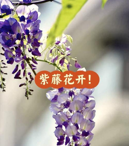紫藤花通常在几月份开始落叶？