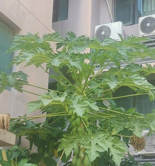 木瓜树的种植方法是什么？木瓜树种植需要注意什么？