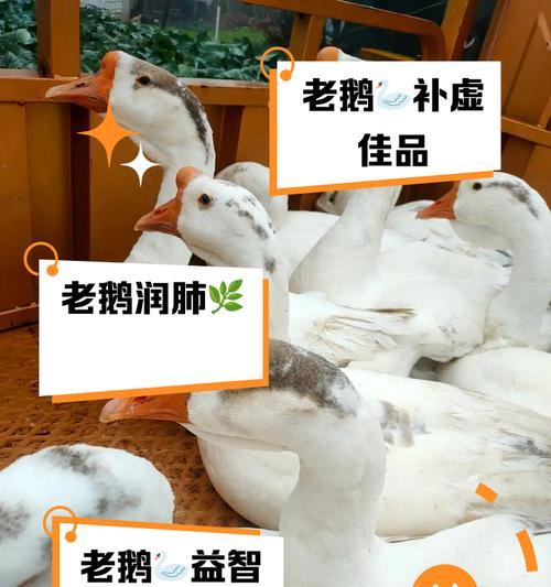 竹皇草养鹅数量有限制吗？如何计算？