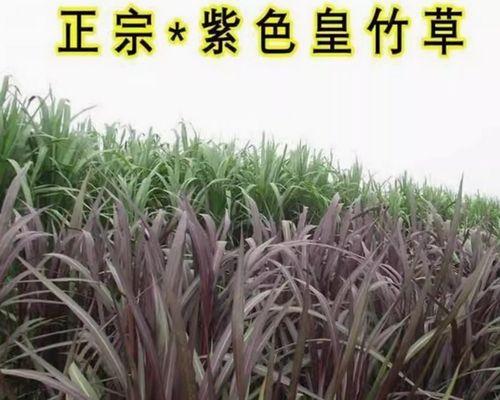 竹皇草养鹅数量有限制吗？如何计算？