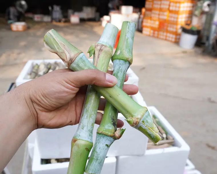 竹皇草养鹅数量有限制吗？如何计算？