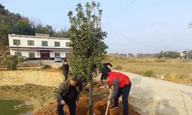 保护坡道应该种植什么树？种植这些树有什么好处？