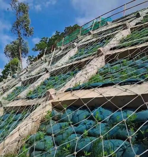 保护坡道应该种植什么树？种植这些树有什么好处？