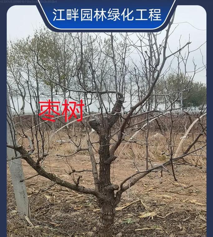 枣树应该怎样种植？枣树种植有哪些常见问题？