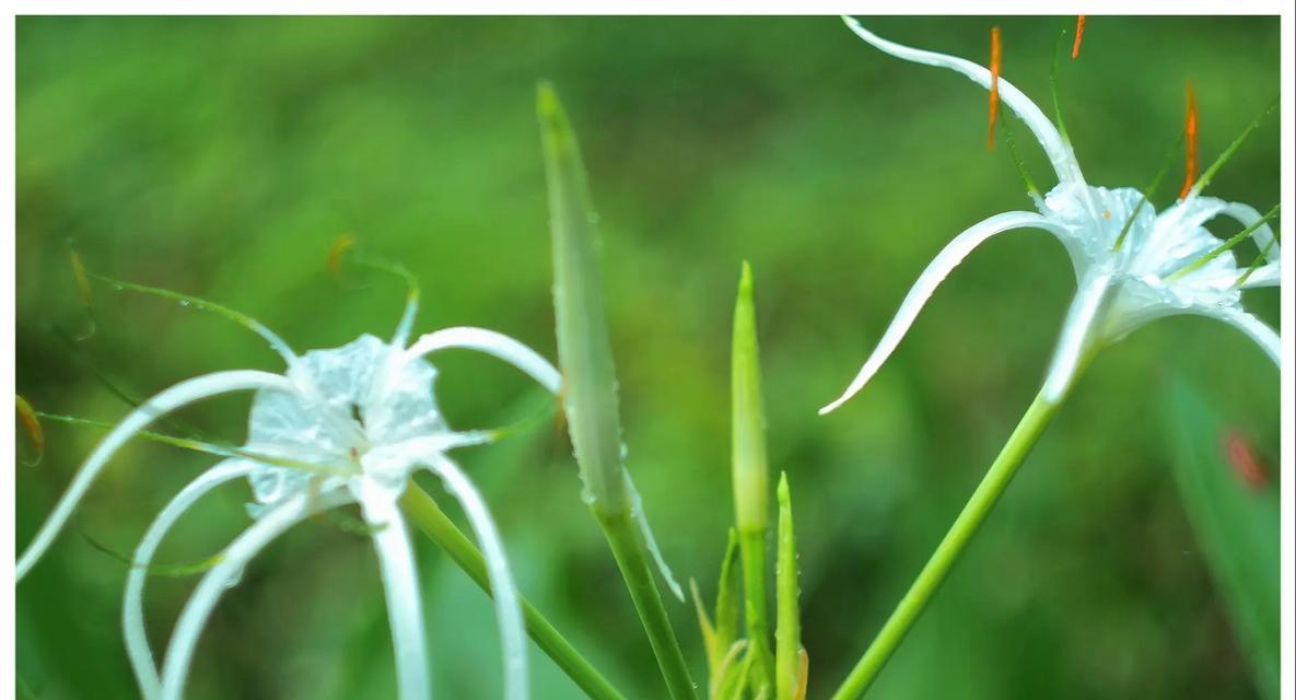 兰花蕉科植物如何正确种植？